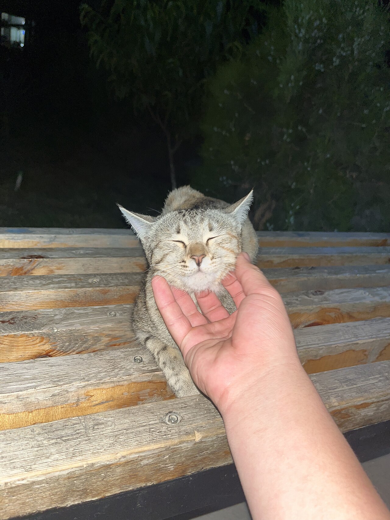A relaxed cat being gently cared for at Coco Cats Day Care