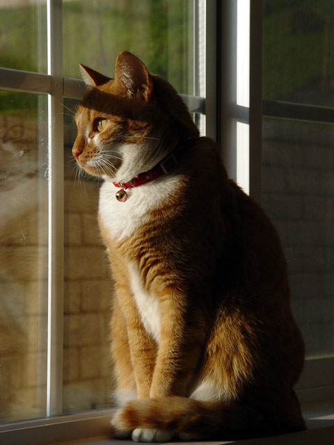 Cat relaxing calmly in a sunlit window at Coco Cats Day Care